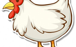 Chicken breeds