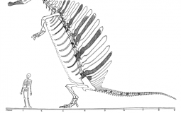 Paleo attractiveness