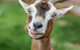 GOATS