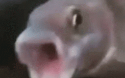 Pog Fish Emotes