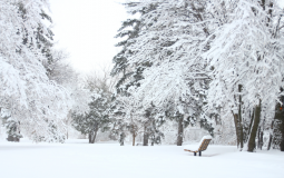 Qui survivrait dans SNK ?