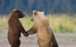 Bears