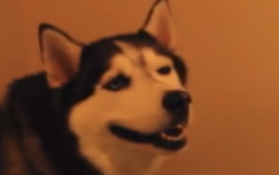 On Dit Les Termes Anime MC