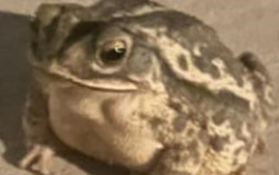 People Id Still Bone