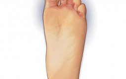 Foot