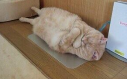 HoM Characters Ranked by Cuteness v2.0