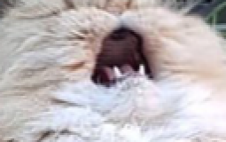 Unlucky Doggies Members