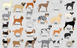 rating my favorite dog breeds