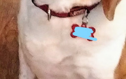 Likelihood to Fall Asleep in Call