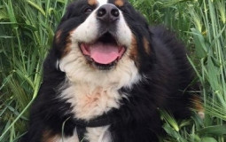 DOGS YT MADI