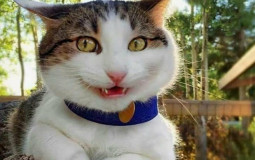 выбери сильнейшего