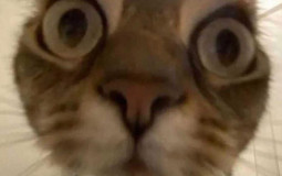 пирамидкинс) твентитвентиту