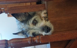 Bluebottles Sock + Cleat Combo