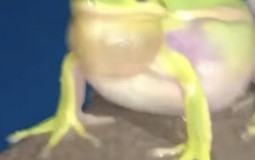 Animals i like more than other animals