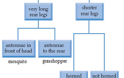 Cinematography Vendors