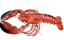 Lobster tierlist