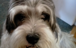 Ranbir Kapoor Movies