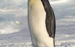 most active members in divcord