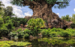 Disney's Animal Kingdom Attractions