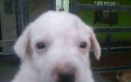 Best Pizzakid SMP active members