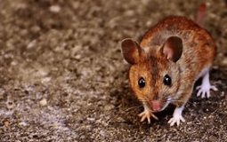 Rat