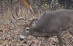 Hunting calibers for what you hunt