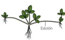 LA TIER LIST DE LOS PAPUS