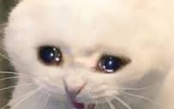 Meuf discord Another world
