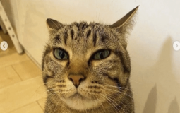 Blackout Division tierlist