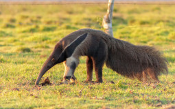 Ant slorpeds