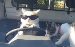 Top Artist/Bands According to Cielo & Sani