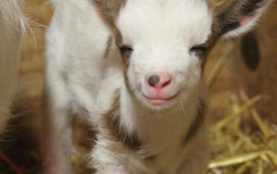 Animal Crossing Goat Villagers (New Horizons)