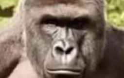 AGA BUGA KRALLIĞI IQ TİER LİST