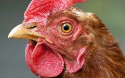 Haltungsformen bei Legehennen