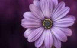 Accuracy of Parkinson's Disease in TV