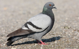 Tierlist PIGEON DISCORD