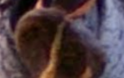 brawlhalla tier list