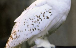 non human harry potter characters