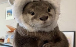 blogz server members