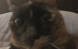 Artist Discography's