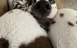 Children of the Corn