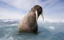 School Food Tier List