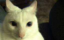 roblox bedwars kit tier list