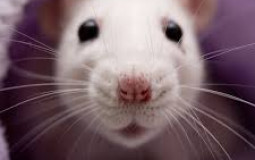 Mariokart wii vehicles