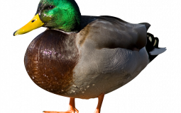 coolest people on the planet