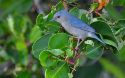 les zoiseaux