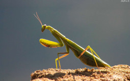 TIERS LIST INSECTE ET SALE MERDE