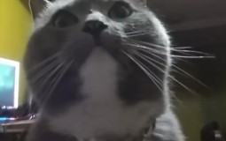 Yo