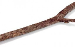 armas