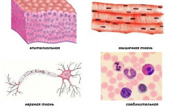 Тир лист тканей